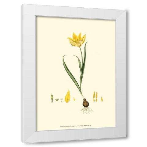 Curtis Garden IV White Modern Wood Framed Art Print by Curtis