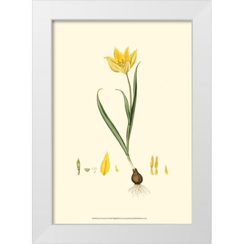 Curtis Garden IV White Modern Wood Framed Art Print by Curtis