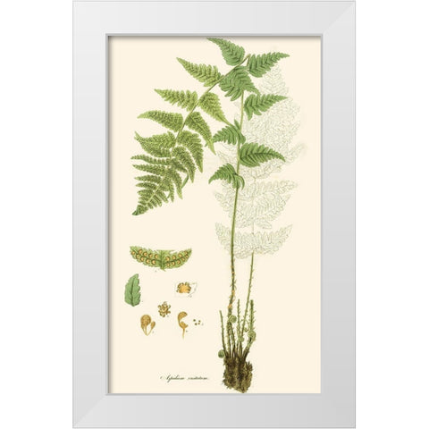 Curtis Ferns I White Modern Wood Framed Art Print by Curtis
