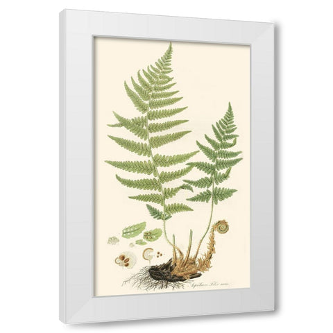 Curtis Ferns II White Modern Wood Framed Art Print by Curtis