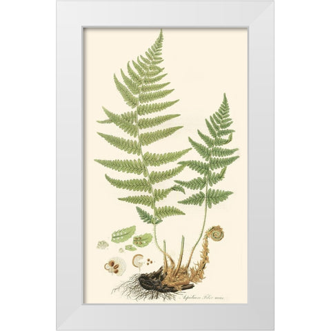 Curtis Ferns II White Modern Wood Framed Art Print by Curtis