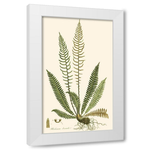 Curtis Ferns III White Modern Wood Framed Art Print by Curtis
