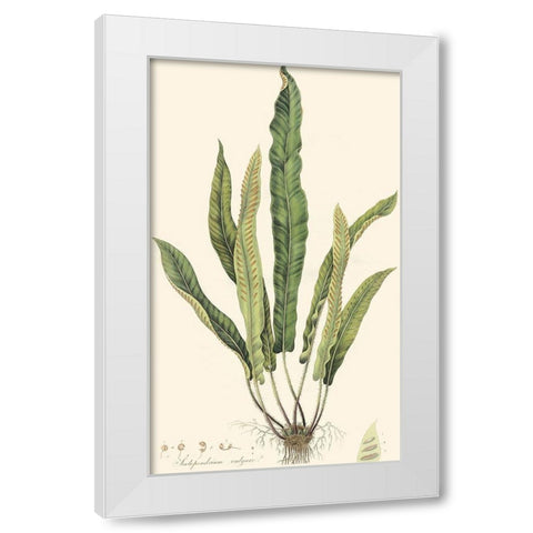 Curtis Ferns IV White Modern Wood Framed Art Print by Curtis