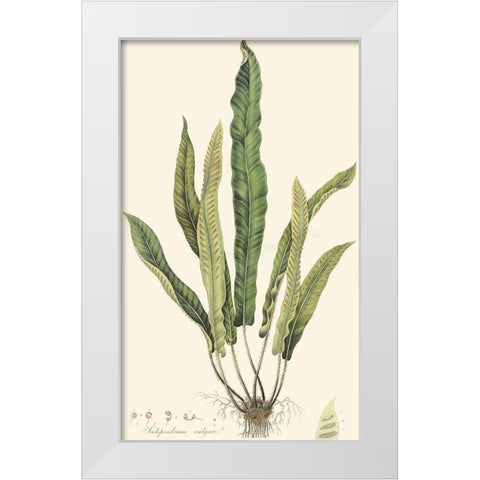 Curtis Ferns IV White Modern Wood Framed Art Print by Curtis
