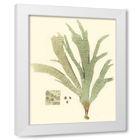Marine Algae I White Modern Wood Framed Art Print by Curtis