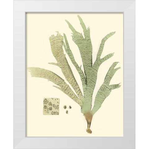 Marine Algae I White Modern Wood Framed Art Print by Curtis