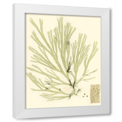 Marine Algae II White Modern Wood Framed Art Print by Curtis