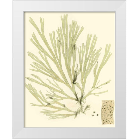 Marine Algae II White Modern Wood Framed Art Print by Curtis