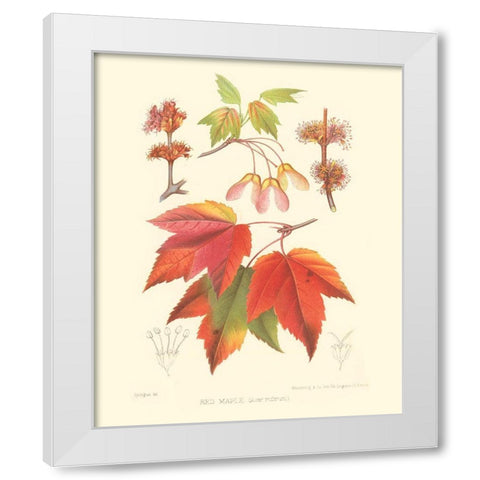 Red Maple White Modern Wood Framed Art Print by Sprague