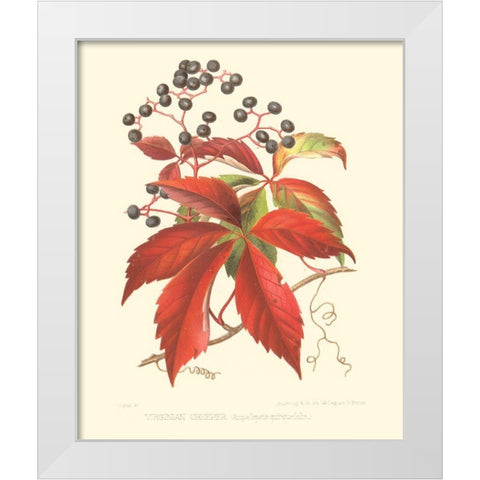 Virginian Creeper White Modern Wood Framed Art Print by Sprague