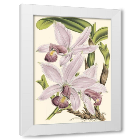 Mini Delicate Orchid I White Modern Wood Framed Art Print by Vision Studio