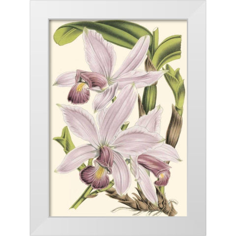 Mini Delicate Orchid I White Modern Wood Framed Art Print by Vision Studio