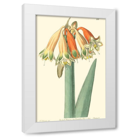 Golden Beauty I White Modern Wood Framed Art Print by Edwards, Sydenham