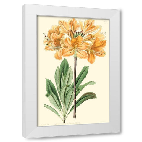 Golden Beauty II White Modern Wood Framed Art Print by Edwards, Sydenham
