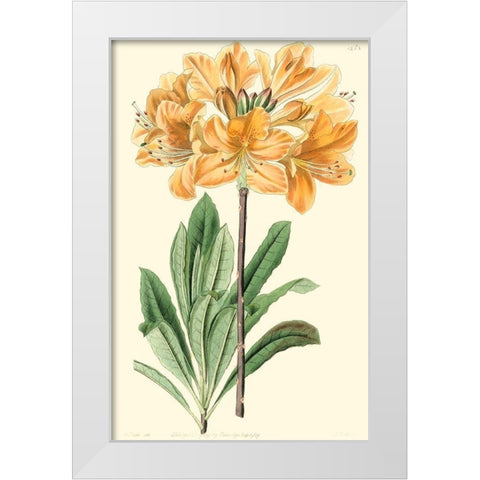 Golden Beauty II White Modern Wood Framed Art Print by Edwards, Sydenham