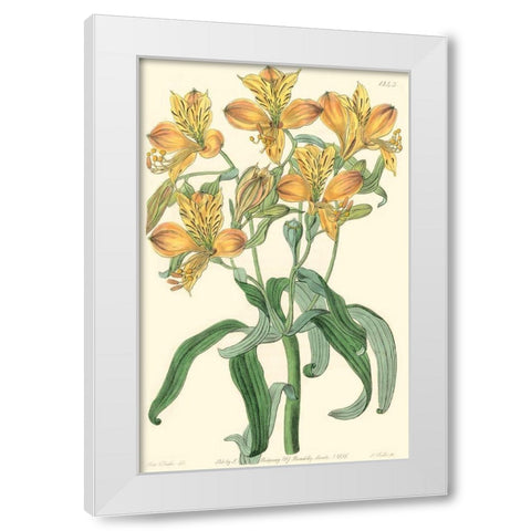 Golden Beauty III White Modern Wood Framed Art Print by Edwards, Sydenham