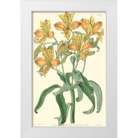 Golden Beauty III White Modern Wood Framed Art Print by Edwards, Sydenham
