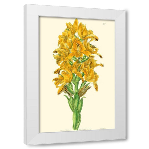 Golden Beauty IV White Modern Wood Framed Art Print by Edwards, Sydenham