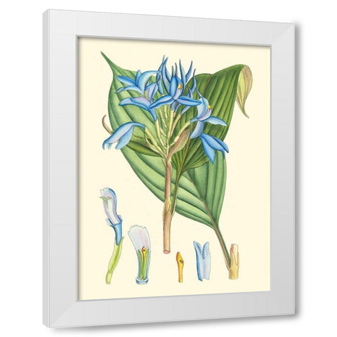 Periwinkle Blooms I White Modern Wood Framed Art Print by Curtis
