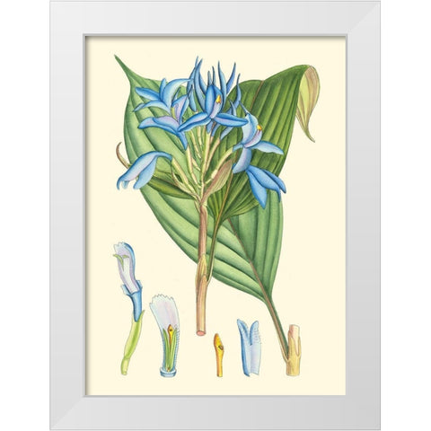 Periwinkle Blooms I White Modern Wood Framed Art Print by Curtis
