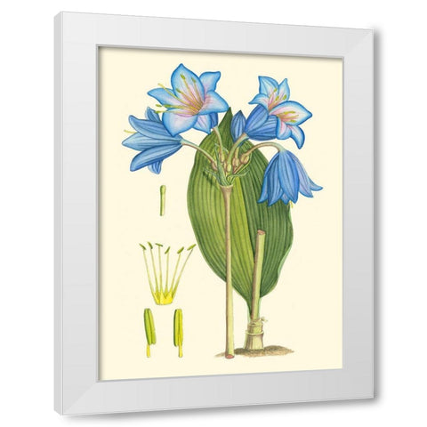 Periwinkle Blooms II White Modern Wood Framed Art Print by Curtis