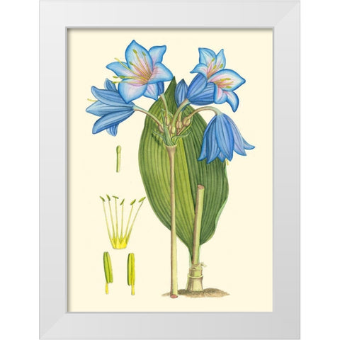Periwinkle Blooms II White Modern Wood Framed Art Print by Curtis