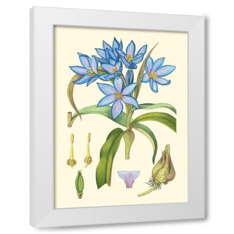 Periwinkle Blooms III White Modern Wood Framed Art Print by Curtis