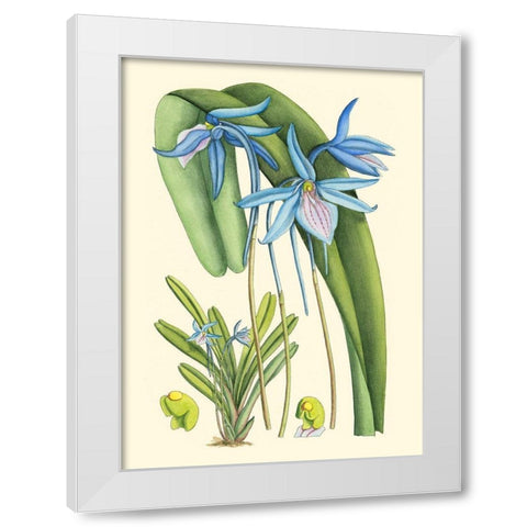 Periwinkle Blooms IV White Modern Wood Framed Art Print by Curtis