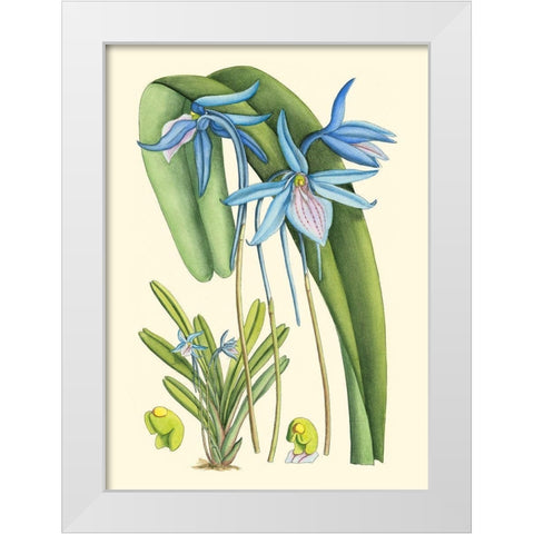 Periwinkle Blooms IV White Modern Wood Framed Art Print by Curtis