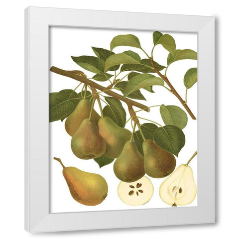 Pear Varieties III White Modern Wood Framed Art Print by Vision Studio