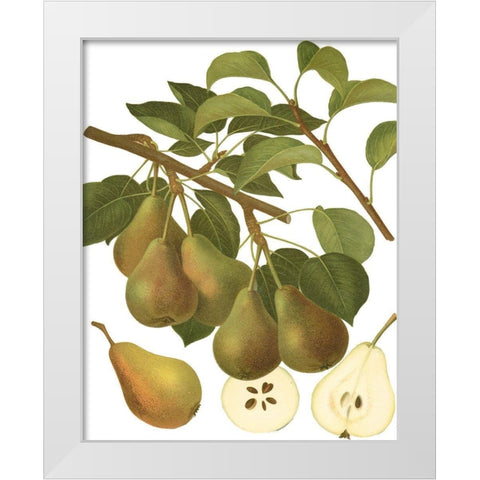 Pear Varieties III White Modern Wood Framed Art Print by Vision Studio