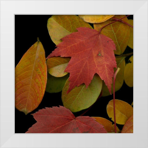 Small Vivid Leaves III White Modern Wood Framed Art Print by Vision Studio