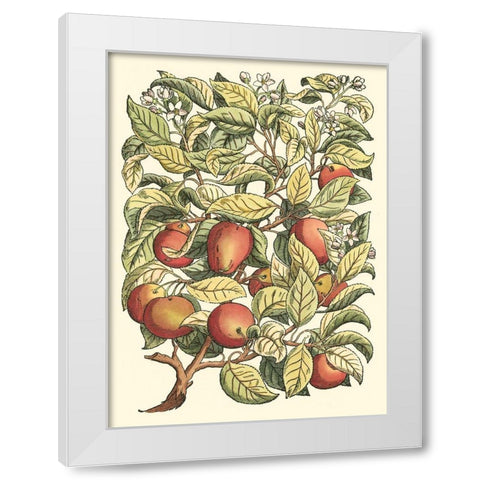Apple Tree Branch White Modern Wood Framed Art Print by du Monceau, Duhamel