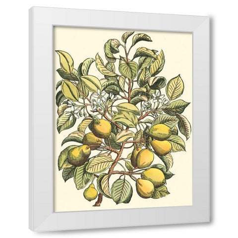 Pear Tree Branch White Modern Wood Framed Art Print by du Monceau, Duhamel