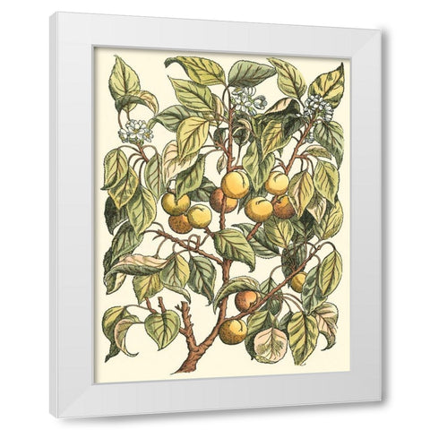 Apricot Tree Branch White Modern Wood Framed Art Print by du Monceau, Duhamel