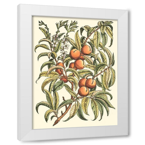 Peach Tree Branch White Modern Wood Framed Art Print by du Monceau, Duhamel