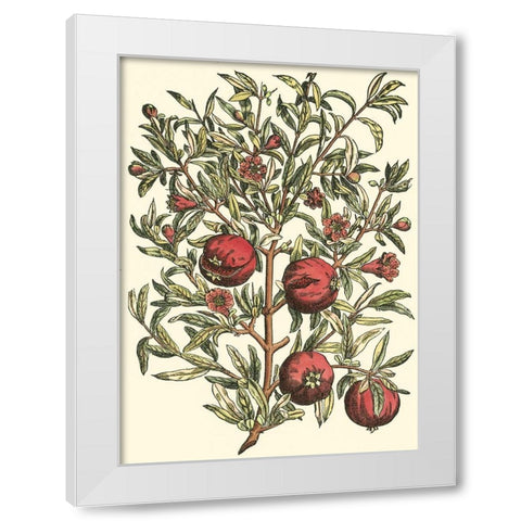 Pomegranate Tree Branch White Modern Wood Framed Art Print by du Monceau, Duhamel