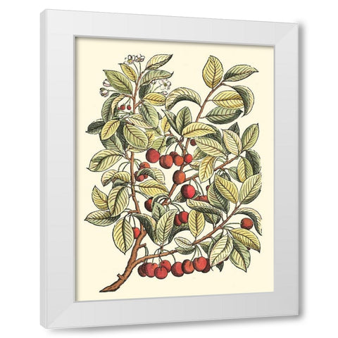 Cherry Tree Branch White Modern Wood Framed Art Print by du Monceau, Duhamel