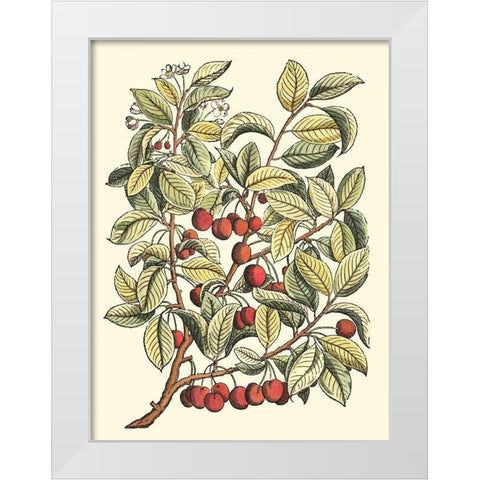 Cherry Tree Branch White Modern Wood Framed Art Print by du Monceau, Duhamel