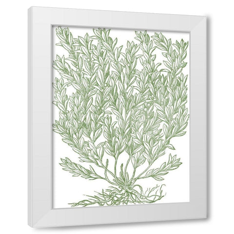 Mossy Branches II White Modern Wood Framed Art Print by du Monceau, Duhamel