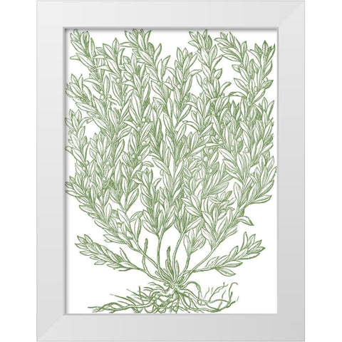Mossy Branches II White Modern Wood Framed Art Print by du Monceau, Duhamel