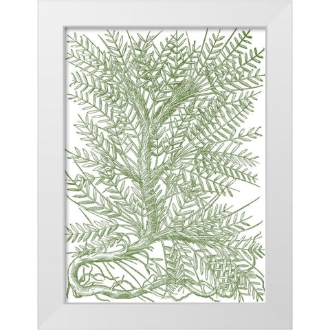 Mossy Branches III White Modern Wood Framed Art Print by du Monceau, Duhamel