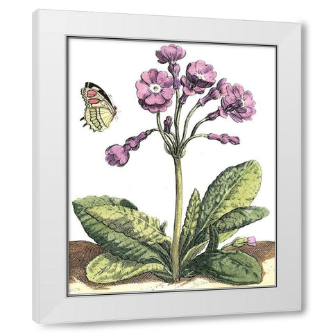 Garden Vignette I White Modern Wood Framed Art Print by De Bry, Johann