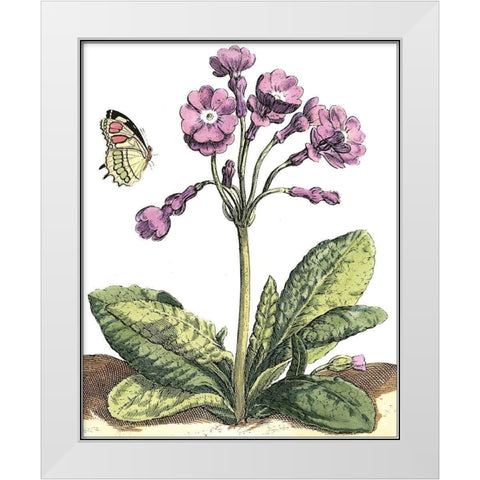 Garden Vignette I White Modern Wood Framed Art Print by De Bry, Johann