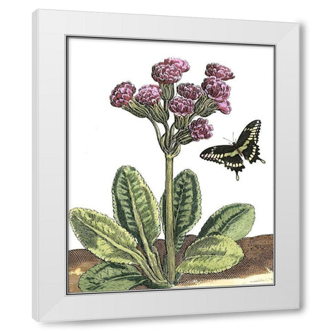 Garden Vignette II White Modern Wood Framed Art Print by De Bry, Johann