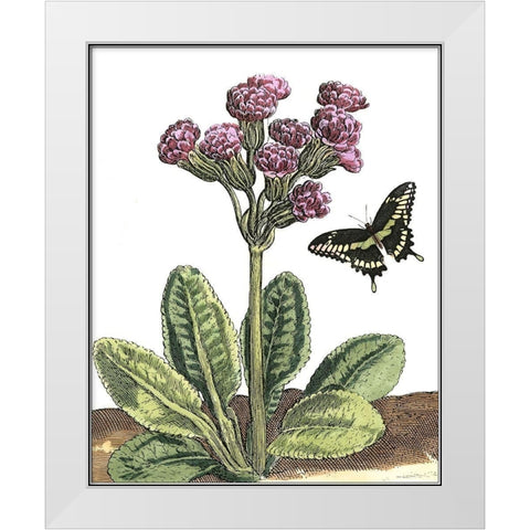 Garden Vignette II White Modern Wood Framed Art Print by De Bry, Johann