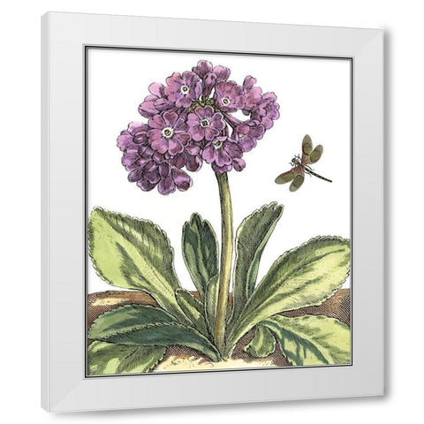 Garden Vignette III White Modern Wood Framed Art Print by De Bry, Johann