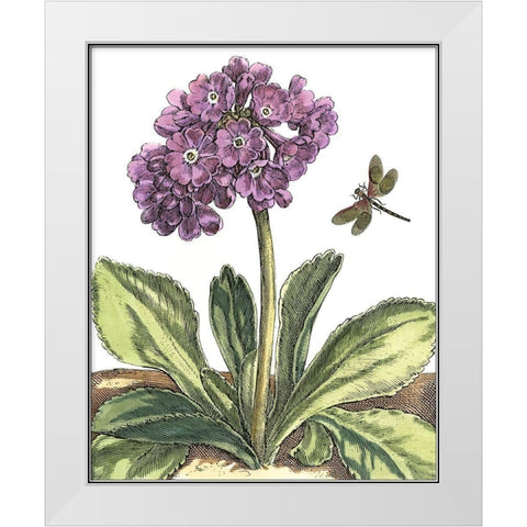 Garden Vignette III White Modern Wood Framed Art Print by De Bry, Johann