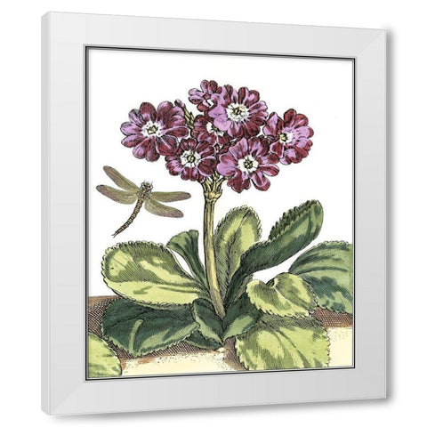 Garden Vignette IV White Modern Wood Framed Art Print by De Bry, Johann
