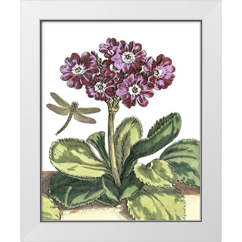 Garden Vignette IV White Modern Wood Framed Art Print by De Bry, Johann
